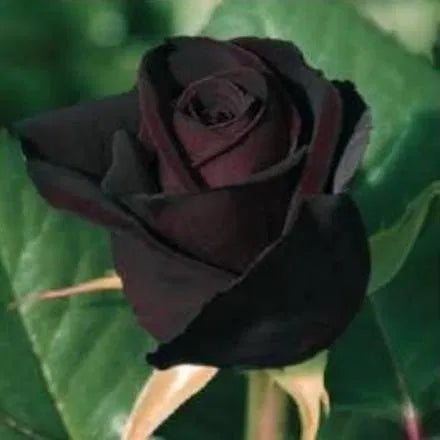 Seeds Black Baccara Rose Plant